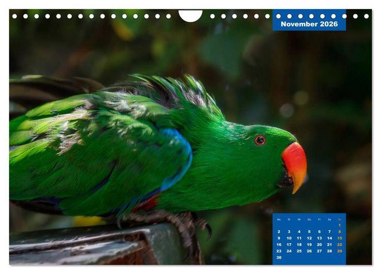 Produktbild: Papageien - Frech, sch&ouml;n und schlau (Wandkalender 2026 DIN A4 quer), CALVENDO Monatskalender