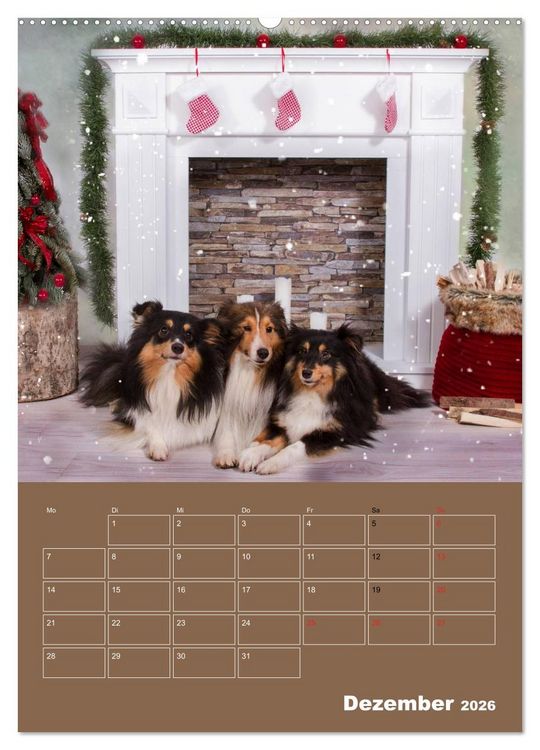 Produktbild: SHELTIES Herzensbrecher auf 4 Pfoten (Wandkalender 2026 DIN A2 hoch), CALVENDO Monatskalender