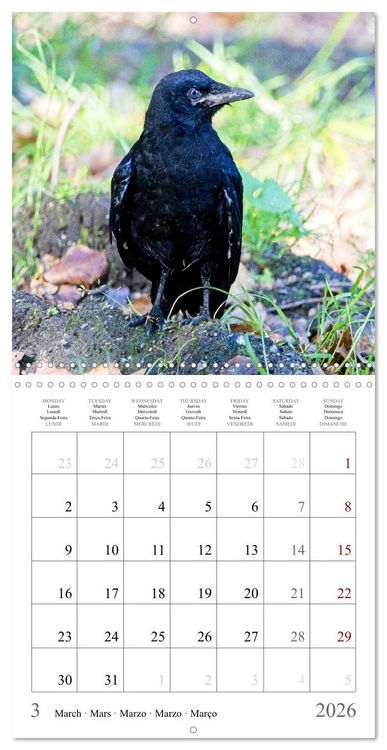 Produktbild: Crow Babies - Black, cute & always hungry (Wall Calendar 2026 12 &times; 12 Inch) CALVENDO 12 Month Wall Calendar