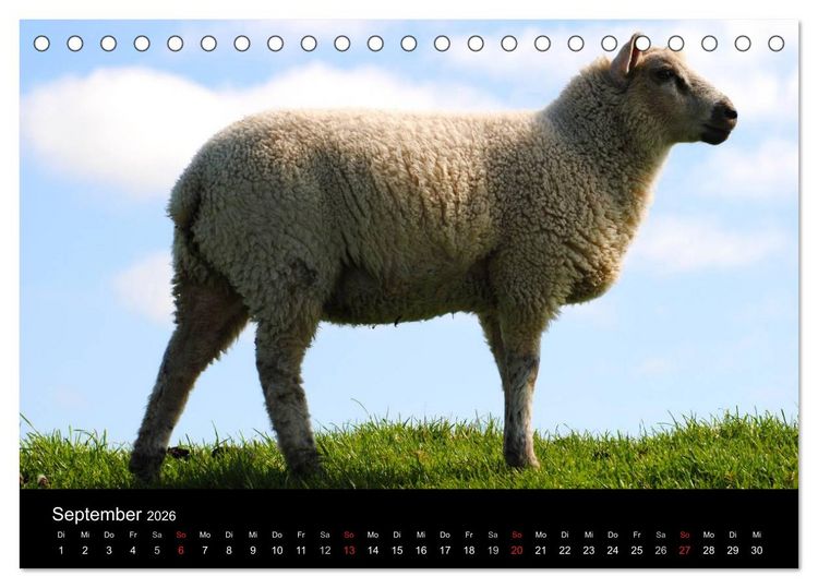 Produktbild: Schafe in Dithmarschen (Tischkalender 2026 DIN A5 quer), CALVENDO Monatskalender