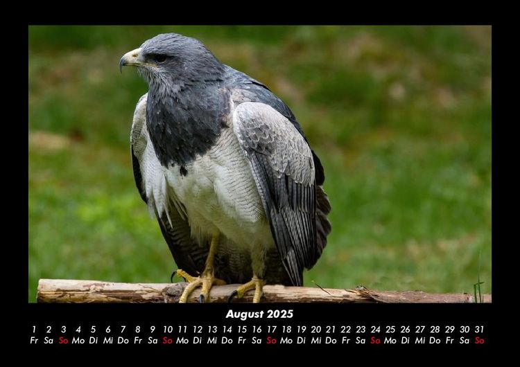 Produktbild: V&ouml;gel 2025 Fotokalender DIN A3