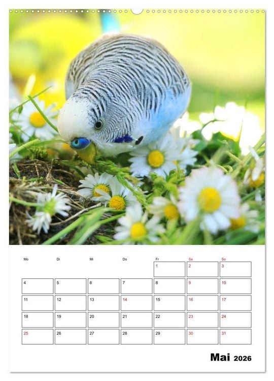 Produktbild: Der Wellensittich - mein bester Freund (hochwertiger Premium Wandkalender 2026 DIN A2 hoch), Kunstdruck in Hochglanz