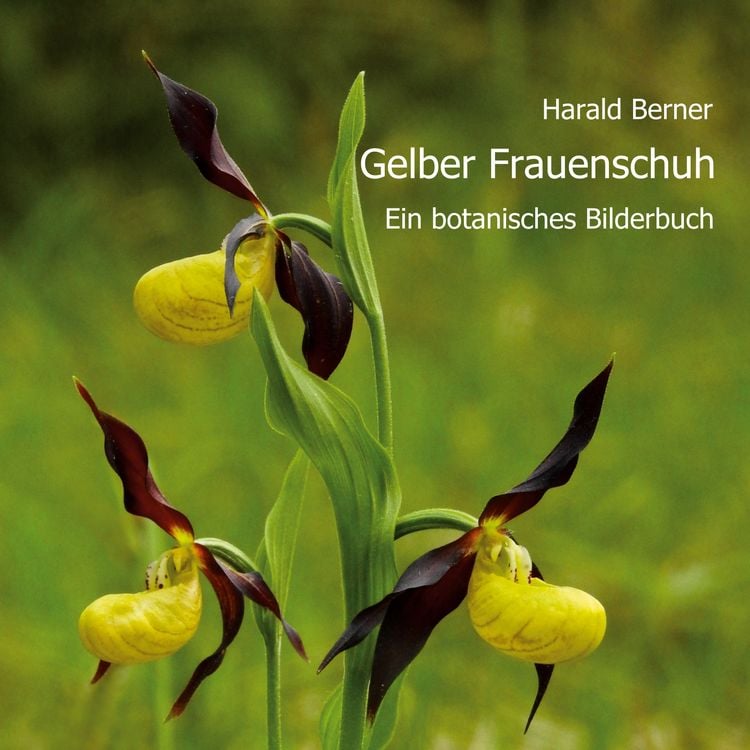 Produktbild: Gelber Frauenschuh