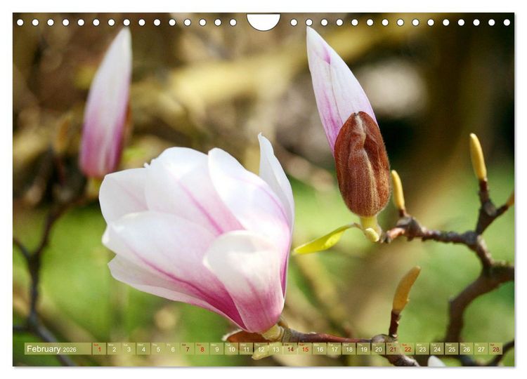 Produktbild: A Magnolia Dream (Wall Calendar 2026 DIN A4 landscape), CALVENDO 12 Month Wall Calendar