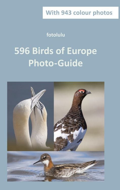 Produktbild: 596 Birds of Europe