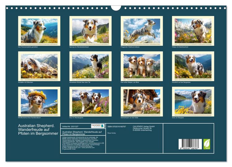 Produktbild: Australian Shepherd. Wanderfreude auf Pfoten im Bergsommer (Wandkalender 2026 DIN A3 quer), CALVENDO Monatskalender