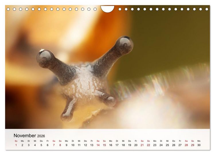 Produktbild: Verborgene Wunder (Wandkalender 2026 DIN A4 quer), CALVENDO Monatskalender