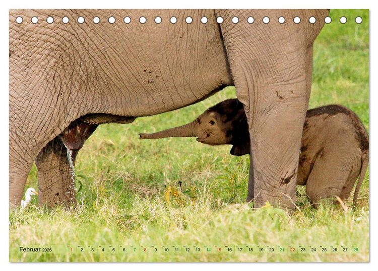 Produktbild: Elefanten in Afrika (Tischkalender 2026 DIN A5 quer), CALVENDO Monatskalender
