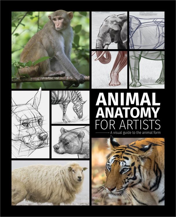 Produktbild: Animal Anatomy for Artists