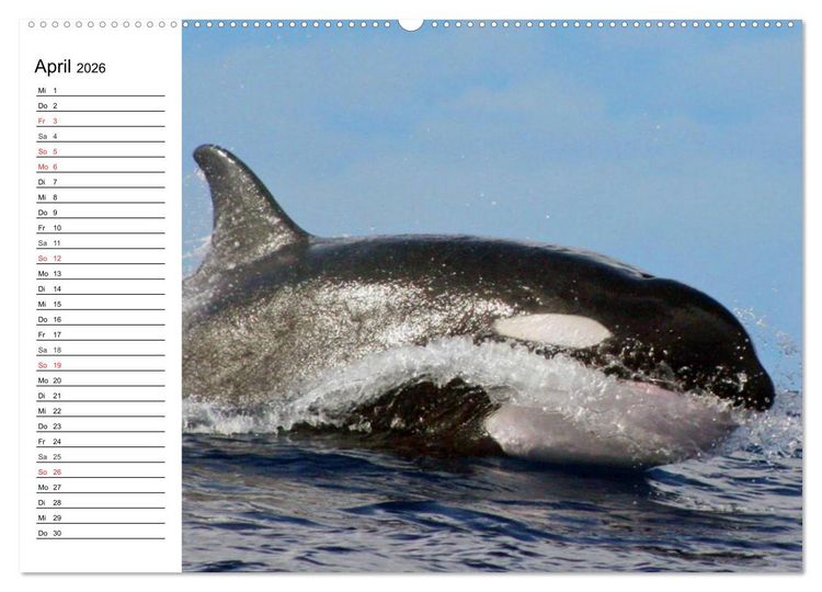 Produktbild: Wale. Kolosse der Meere (hochwertiger Premium Wandkalender 2026 DIN A2 quer), Kunstdruck in Hochglanz