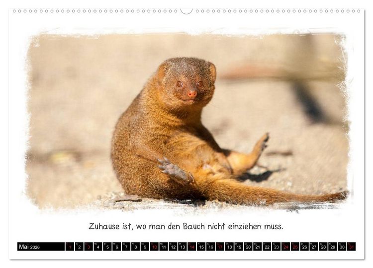 Produktbild: Tierisch witzig (hochwertiger Premium Wandkalender 2026 DIN A2 quer), Kunstdruck in Hochglanz