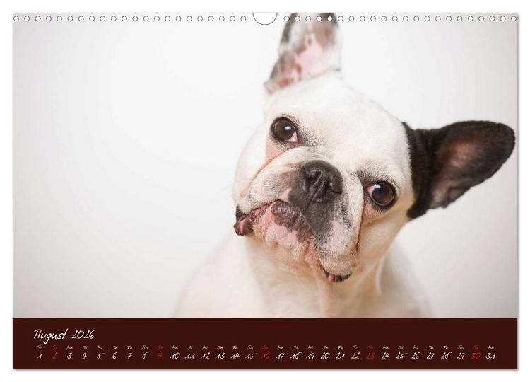 Produktbild: Franz&ouml;sische Bulldoggen (Wandkalender 2026 DIN A3 quer), CALVENDO Monatskalender