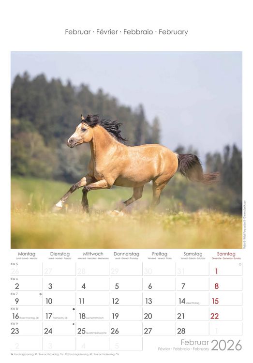 Pferde 2026 - Bildkalender 23,7x34 cm - Kalender mit Platz für Notizen - mit vielen Zusatzinformationen - Horses - Wandkalender - Alpha Edition