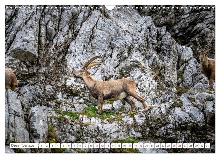 Produktbild: Steinb&ouml;cke - Majest&auml;tische Tiere der Alpen (Wandkalender 2026 DIN A3 quer), CALVENDO Monatskalender