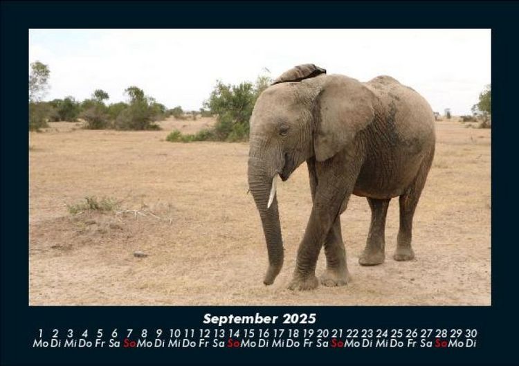 Produktbild: Elefanten - Die sanften Riesen Afrikas 2025 Fotokalender DIN A5
