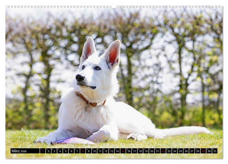 Produktbild: Berger Blanc Suisse - Weggef&auml;hrten auf 4 Pfoten (hochwertiger Premium Wandkalender 2026 DIN A2 quer), Kunstdruck in Hochglanz