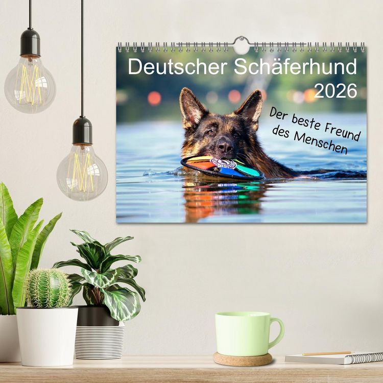 Produktbild: Deutscher Sch&auml;ferhund - Der beste Freund des Menschen (Wandkalender 2026 DIN A4 quer), CALVENDO Monatskalender