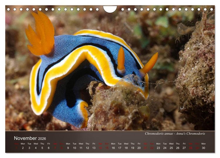 Produktbild: Nudibranchs on the ocean floor (Wall Calendar 2026 DIN A4 landscape), CALVENDO 12 Month Wall Calendar