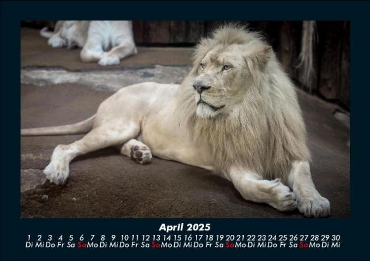 Produktbild: L&ouml;wen in der Wildnis 2025 Fotokalender DIN A5
