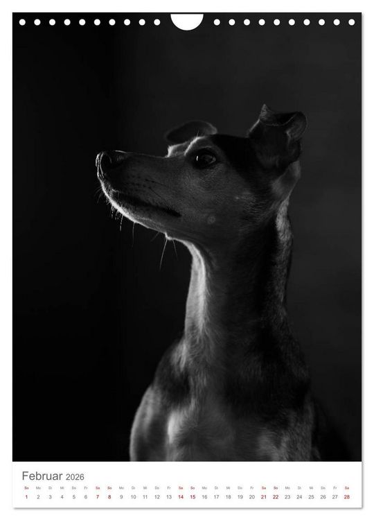 Produktbild: Fine Art Hundeportraits (Wandkalender 2026 DIN A4 hoch), CALVENDO Monatskalender