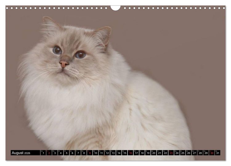 Produktbild: Heilige Birma Katzenkalender (Wandkalender 2026 DIN A3 quer), CALVENDO Monatskalender