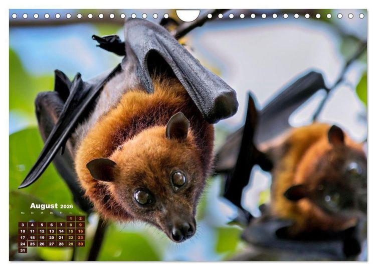 Produktbild: Flughunde - Meister der Nacht (Wandkalender 2026 DIN A4 quer), CALVENDO Monatskalender