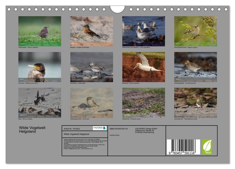Produktbild: Wilde Vogelwelt Helgoland (Wandkalender 2026 DIN A4 quer), CALVENDO Monatskalender