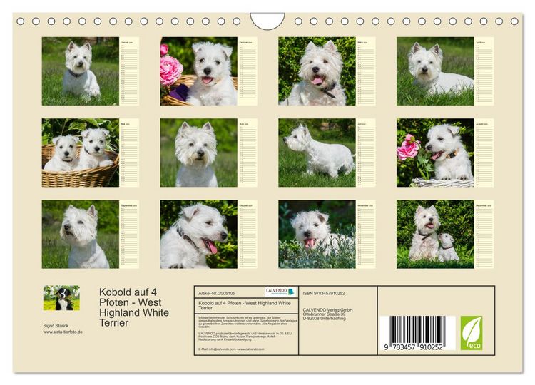 Produktbild: Kobold auf 4 Pfoten - West Highland White Terrier (Wandkalender 2026 DIN A4 quer), CALVENDO Monatskalender