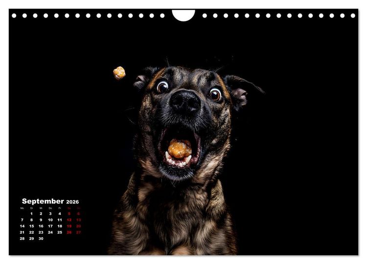 Produktbild: Leckerchen! (Wandkalender 2026 DIN A4 quer), CALVENDO Monatskalender