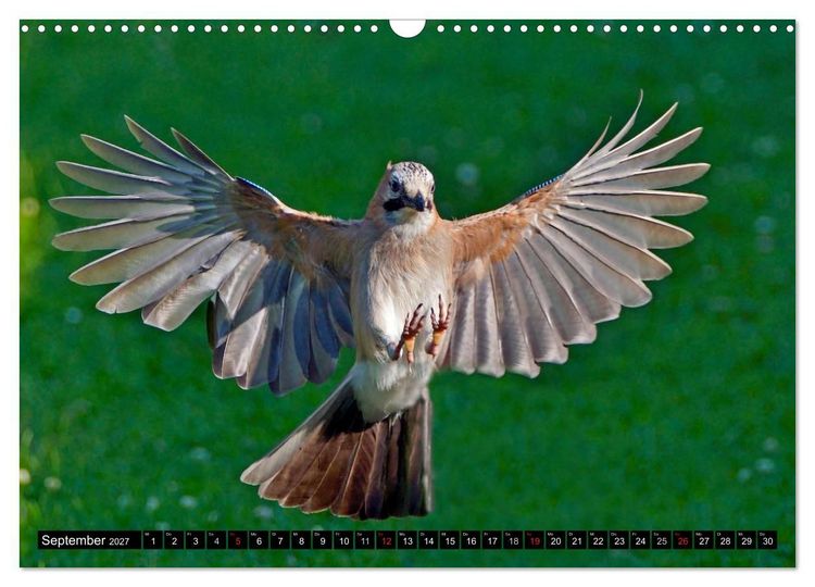 Produktbild: Die Sch&ouml;nheit der Gartenv&ouml;gel im Flug (Wandkalender 2027 DIN A3 quer), CALVENDO Monatskalender