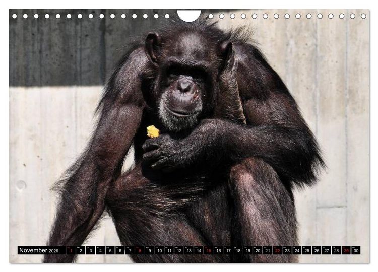 Produktbild: Schimpansen (Wandkalender 2026 DIN A4 quer), CALVENDO Monatskalender