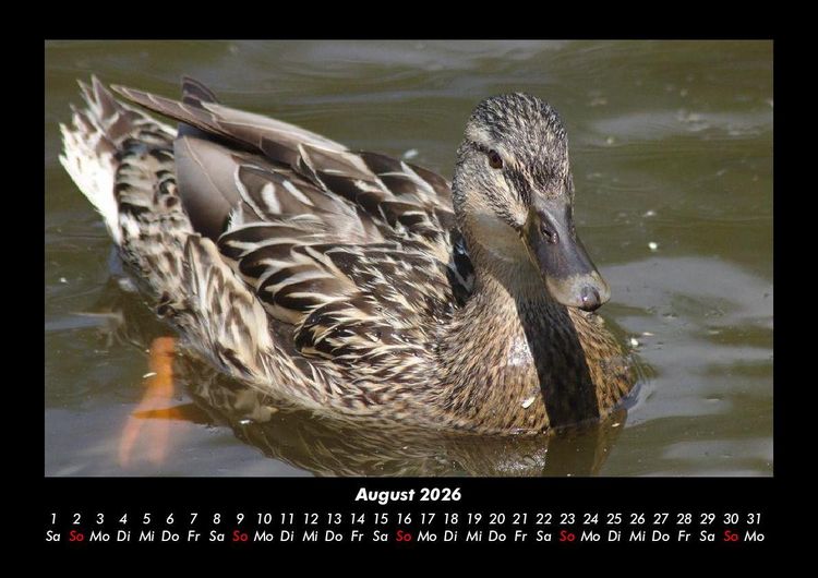 Produktbild: Enten 2026 Fotokalender DIN A3