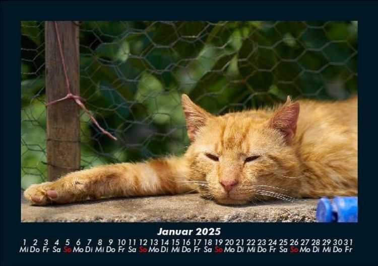 Produktbild: F&uuml;r Katzenfreunde 2025 Fotokalender DIN A5