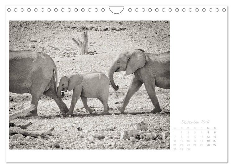 Produktbild: Elefanten in Etosha (Wandkalender 2026 DIN A4 quer), CALVENDO Monatskalender