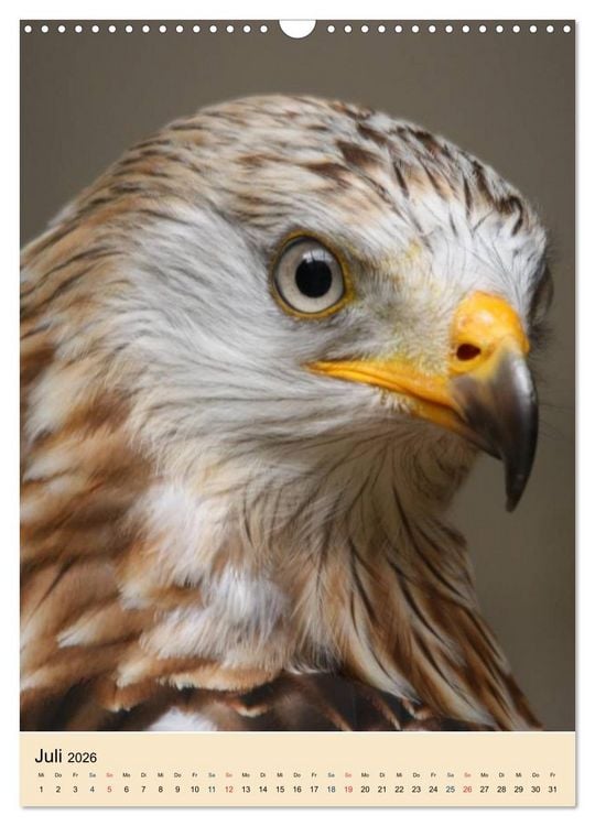 Produktbild: Raubv&ouml;gel - Die J&auml;ger der L&uuml;fte (Wandkalender 2026 DIN A3 hoch), CALVENDO Monatskalender