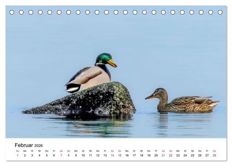 Produktbild: Wasserv&ouml;gel der Ostsee - Impressionen aus der L&uuml;becker Bucht (Tischkalender 2026 DIN A5 quer), CALVENDO Monatskalender