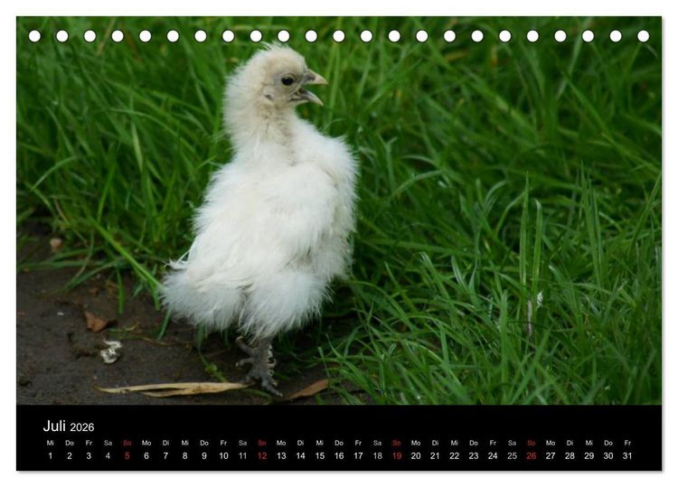 Produktbild: Die Welt der H&uuml;hner (Tischkalender 2026 DIN A5 quer), CALVENDO Monatskalender