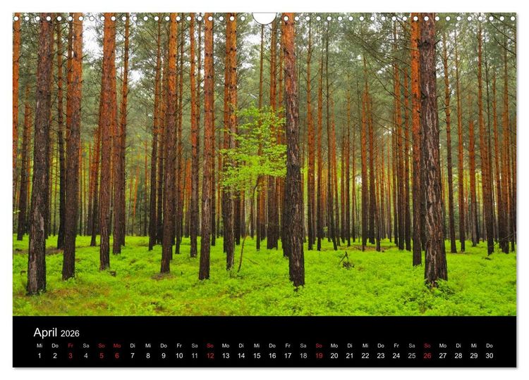 Produktbild: B&auml;ume (Wandkalender 2026 DIN A3 quer), CALVENDO Monatskalender