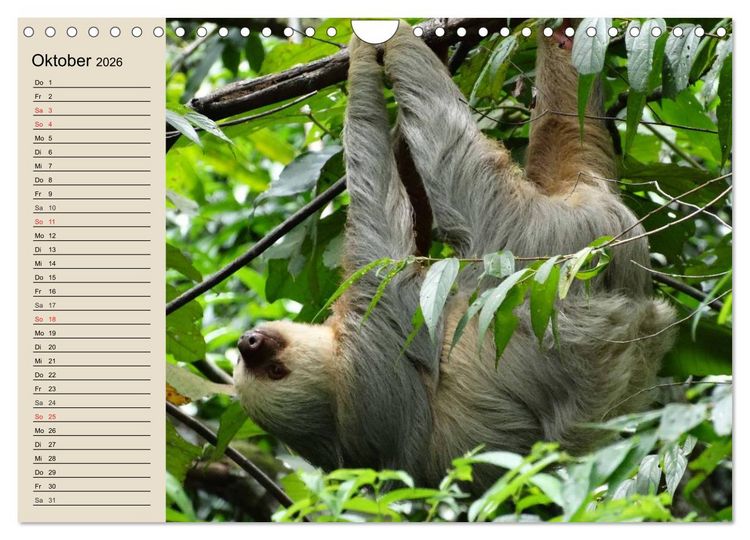 Produktbild: Regenwald. Tiere im Dschungel (Wandkalender 2026 DIN A4 quer), CALVENDO Monatskalender