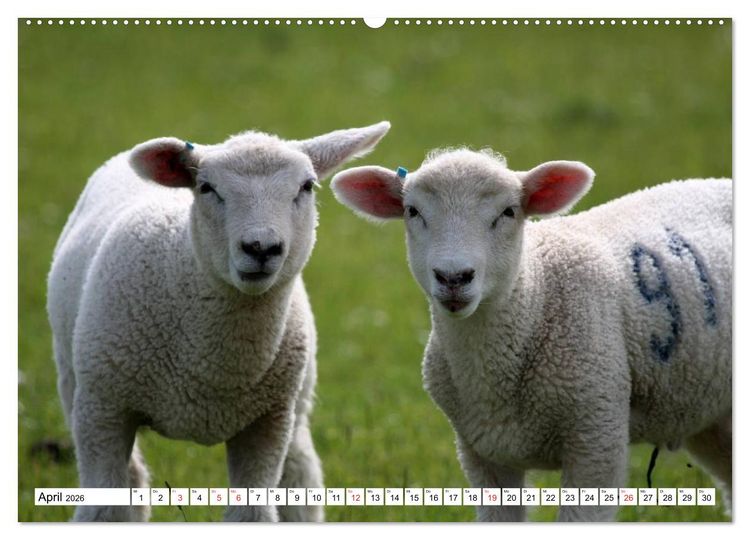 Produktbild: Heimische Tiere (hochwertiger Premium Wandkalender 2026 DIN A2 quer), Kunstdruck in Hochglanz