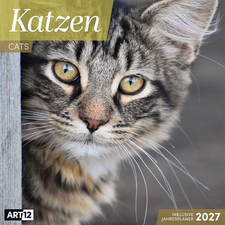 Produktbild: Katzen Kalender 2027 - 30x30 - Art12
