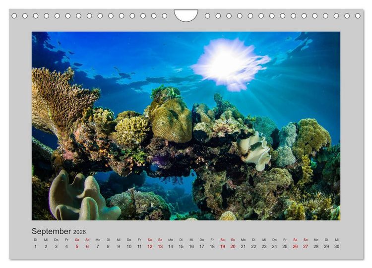 Produktbild: Korallen-Riffe Tauchertr&auml;ume (Wandkalender 2026 DIN A4 quer), CALVENDO Monatskalender