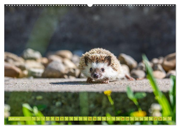 Produktbild: Atelerix - Afrikanische Wei&szlig;bauchigel (hochwertiger Premium Wandkalender 2026 DIN A2 quer), Kunstdruck in Hochglanz