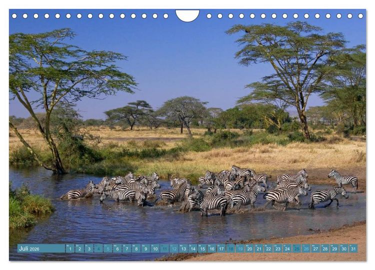 Produktbild: Afrikas Tierwelt: Zebras (Wandkalender 2026 DIN A4 quer), CALVENDO Monatskalender