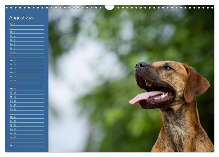 Produktbild: Eine bunte Mischung - wundersch&ouml;ne Mischlingshunde / Geburtstagskalender (Wandkalender 2026 DIN A3 quer), CALVENDO Monatskalender
