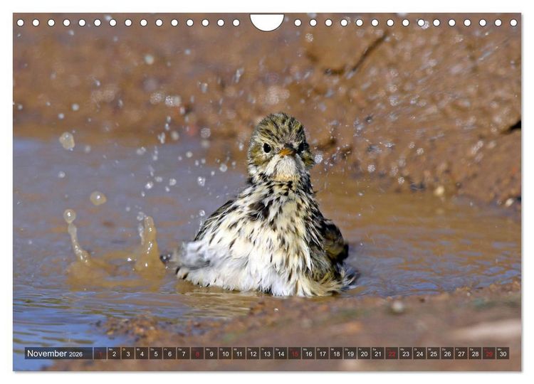 Produktbild: Heimische Singv&ouml;gel in Feld und Flur (Wandkalender 2026 DIN A4 quer), CALVENDO Monatskalender