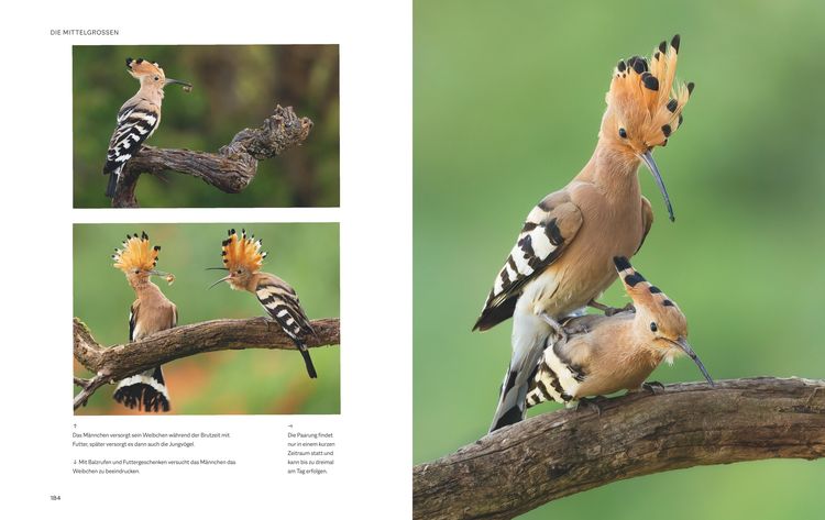 Produktbild: Die magische Welt unserer V&ouml;gel