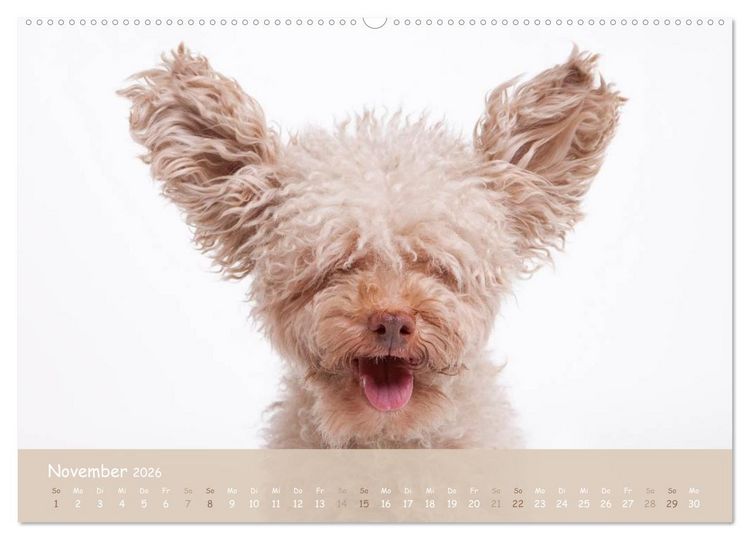 Produktbild: SCHLAPPOHREN (hochwertiger Premium Wandkalender 2026 DIN A2 quer), Kunstdruck in Hochglanz