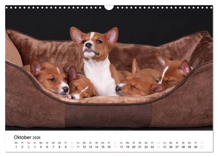 Produktbild: Allerliebste Basenji Welpen 2026 (Wandkalender 2026 DIN A3 quer), CALVENDO Monatskalender