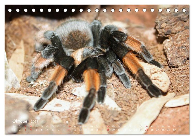 Produktbild: Vogelspinnen (Tischkalender 2026 DIN A5 quer), CALVENDO Monatskalender
